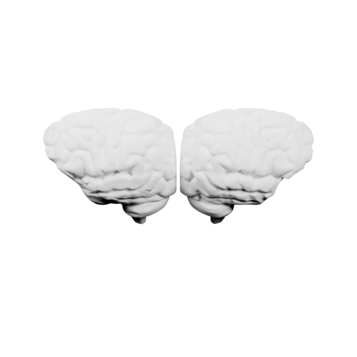 Два мозга, симметрично расположенные