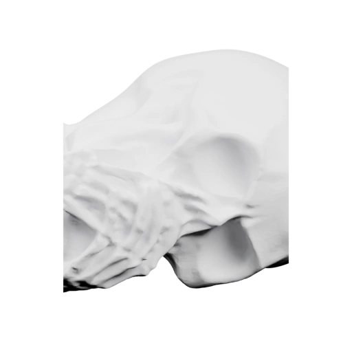 Скелетная голова