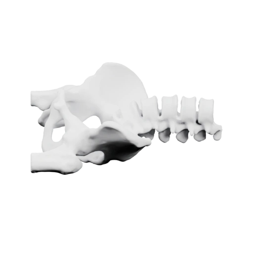 позвоночника