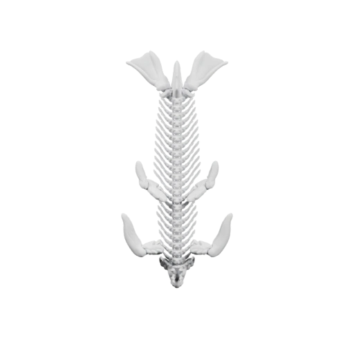 Скелет рыбы