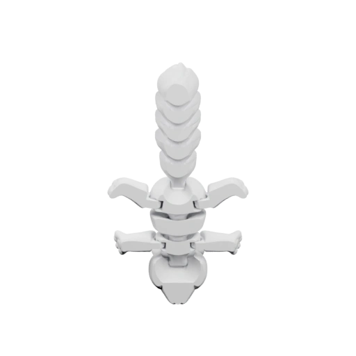 человеческого позвоночника