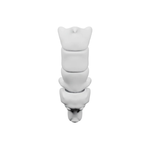 спинного мозга