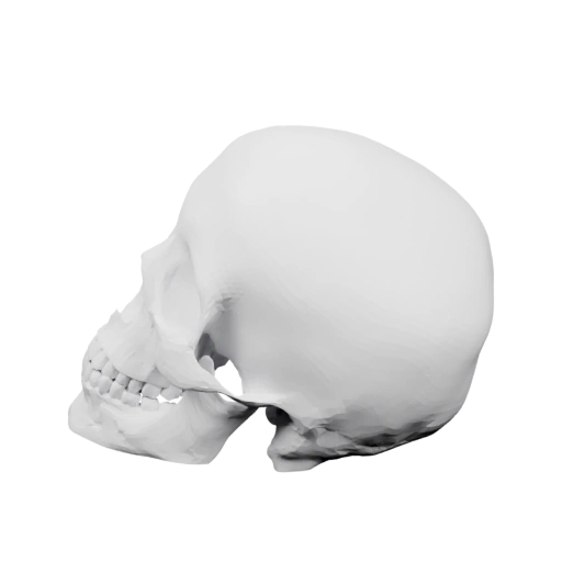 человеческого черепа