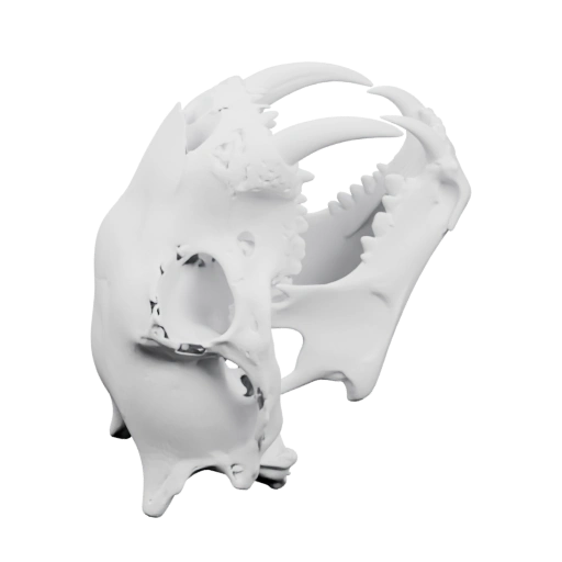 Череп животного