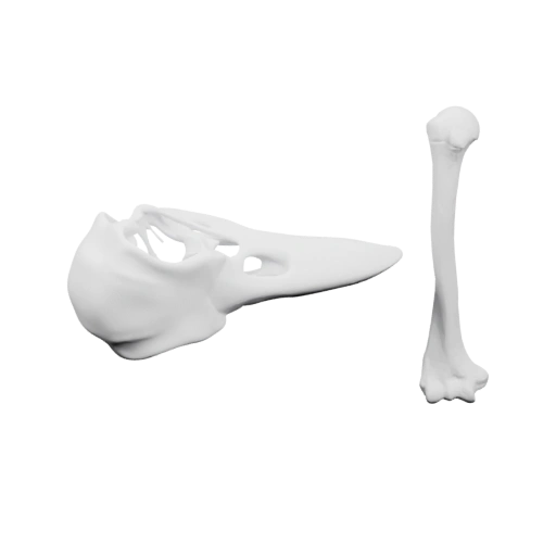 Комбинированный череп и кости