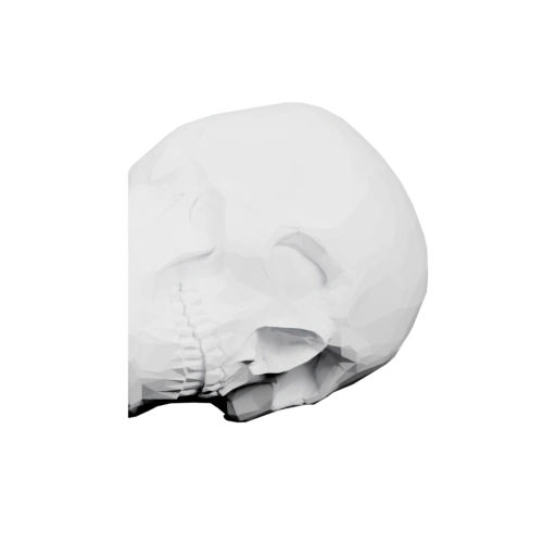 Половина черепа