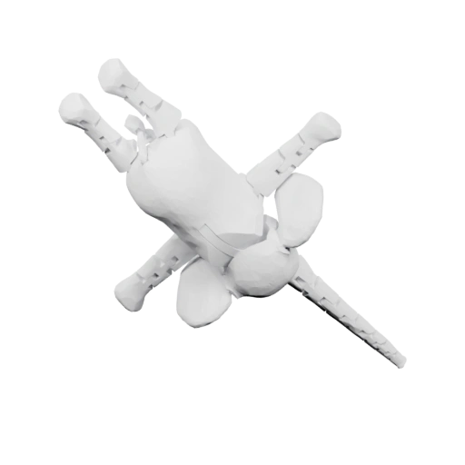 Скелет в динамичной позе