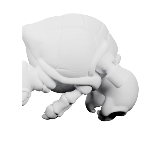 Сформированная голова и панцирь с детализированными конечностями