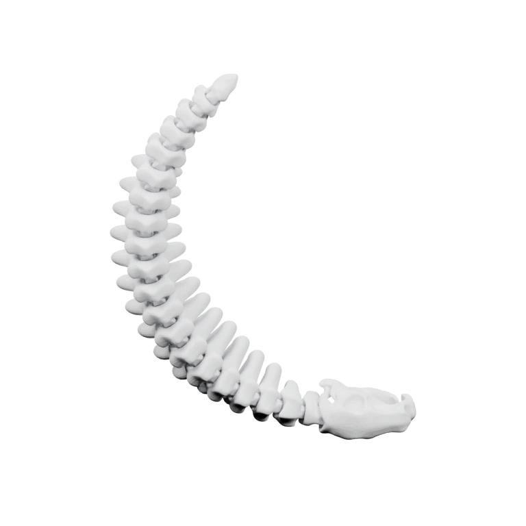 Длинная сегментированная форма с головой и хвостом