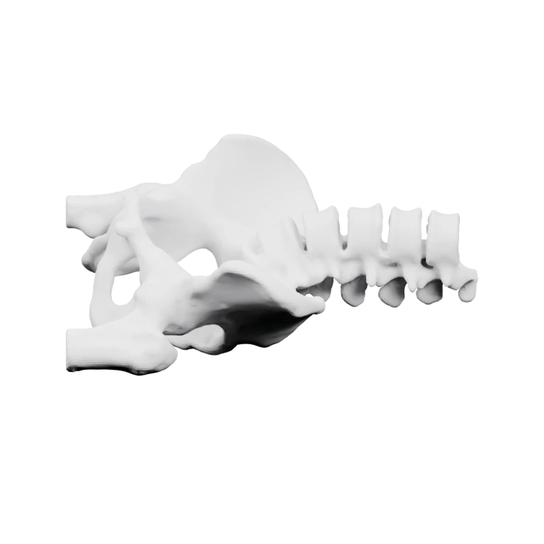 Спинной отдел с соединением с бедренными костями и крестцом