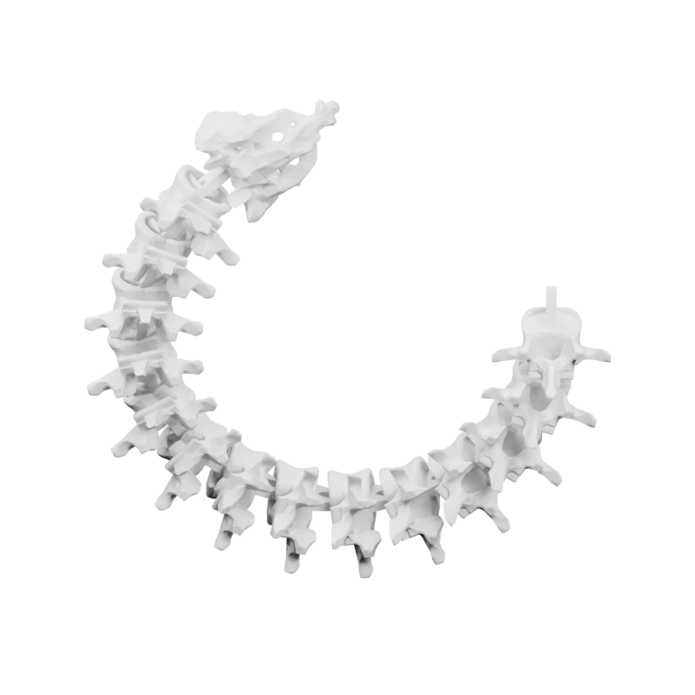 Скелетная структура с позвонками, изогнутая и прямая форма