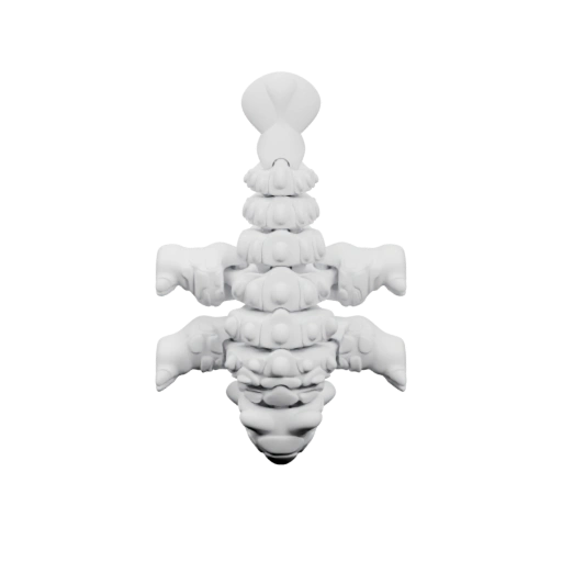 Скелет позвоночника