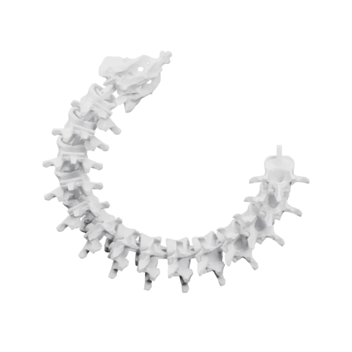 Костяной позвоночник