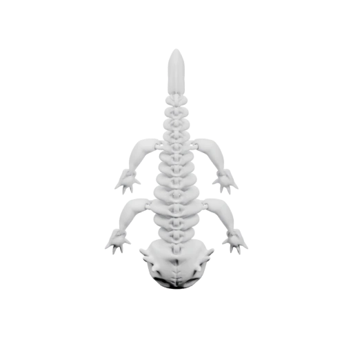 Скелет осьминога