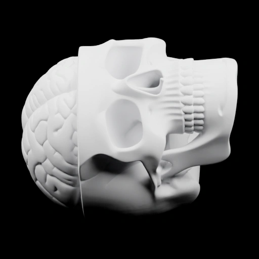 Анатомическая модель черепа