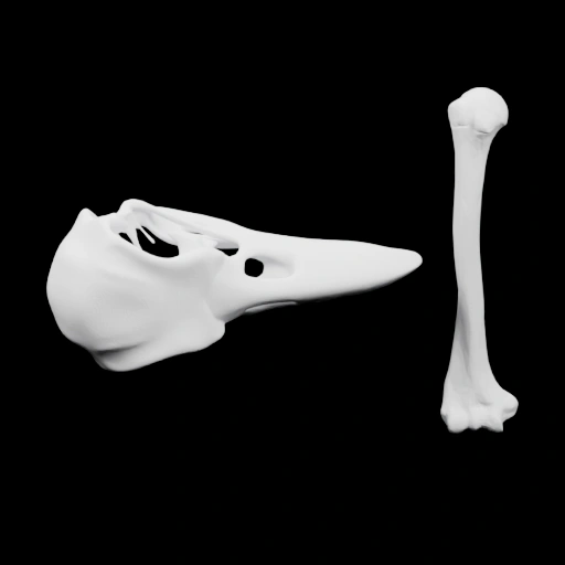 Череп с костью