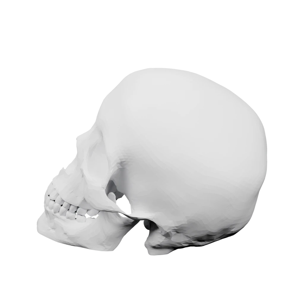 Большой череп